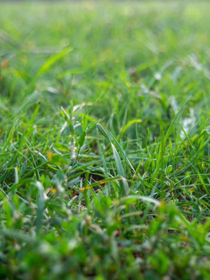 Close-up of healthy, dense green lawn grass